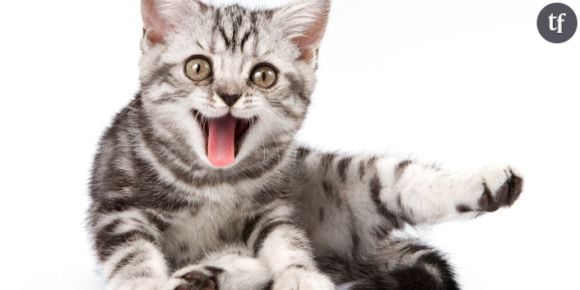 5 excellentes raisons d’adopter un chat (ou pas)