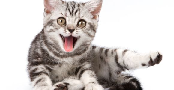 5 excellentes raisons d’adopter un chat (ou pas)