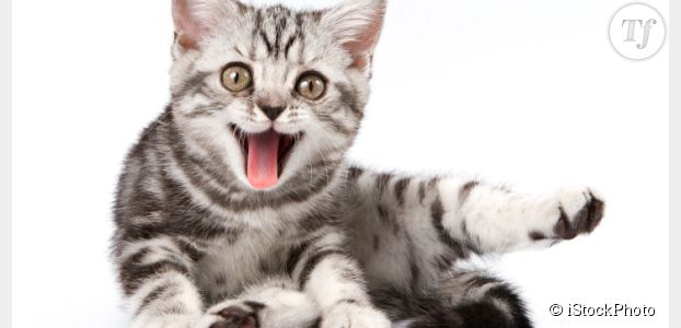 5 excellentes raisons d’adopter un chat (ou pas)