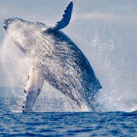 Whaling : la nouvelle mode (avec des baleines) un peu folle sur Vine