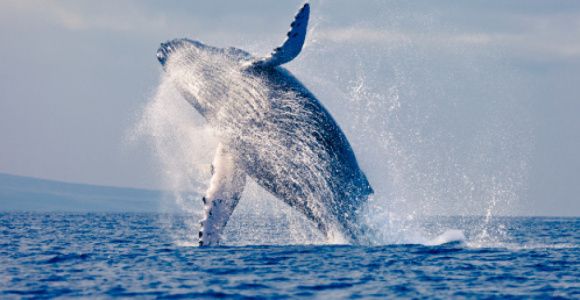 Whaling : la nouvelle mode (avec des baleines) un peu folle sur Vine