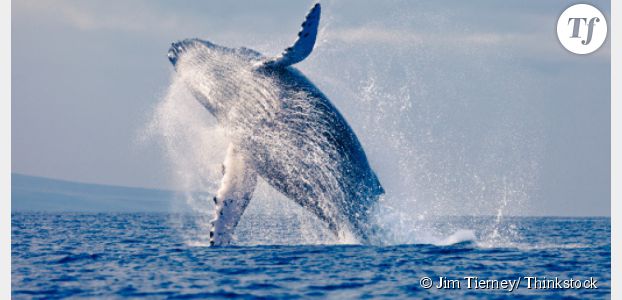 Whaling : la nouvelle mode (avec des baleines) un peu folle sur Vine