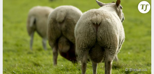 Touche pas à mon poste : Thierry Moreau mange des testicules de mouton, Twitter adore