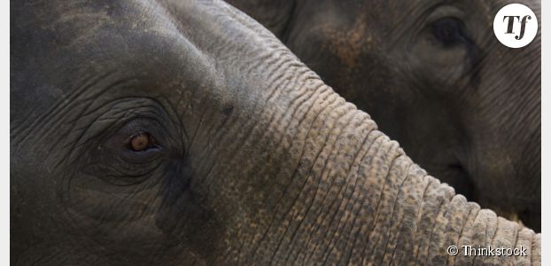Ce que nous apprend la surprenante sexualité des hyènes et des éléphantes 