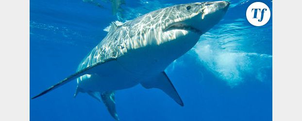 Ile de la Réunion : un surfeur mortellement blessé par un requin