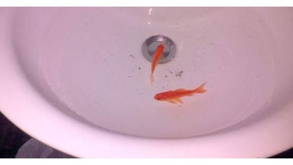 Le Bon Coin : deux poissons extraordinaires à vendre