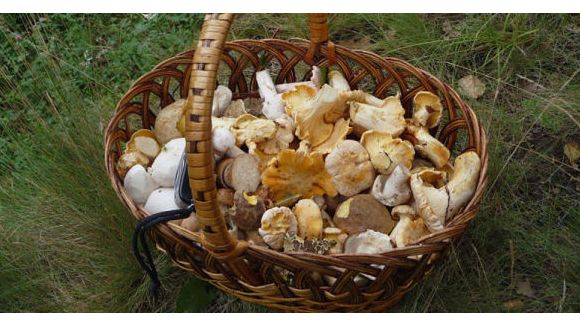 Un champignon mangeur de plastique en Amazonie, solution au problème du recyclage ?