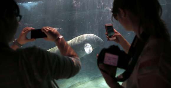 Le zoo de Vincennes rouvre ses portes aujourd’hui