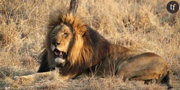 Sorties ciné : "African Safari 3D", sur les traces des lions et des éléphants