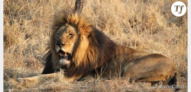 Sorties ciné : "African Safari 3D", sur les traces des lions et des éléphants