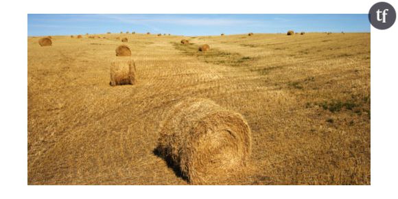 Sécheresse : la SNCF(Geodis)  et l’Armée viennent en aide aux agriculteurs
