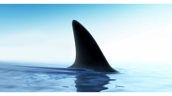 Capture et massacre de requins en Australie pour éviter les attaques