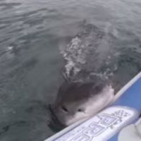 L’attaque impressionnante d’une embarcation par un requin blanc 