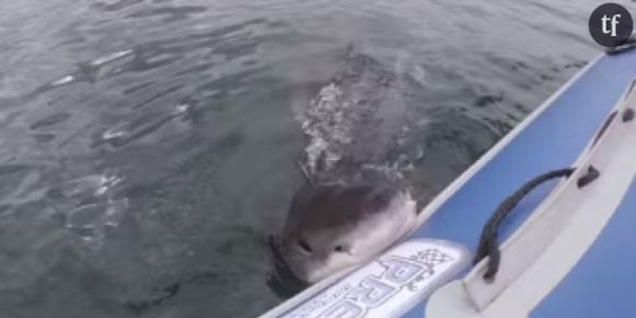L’attaque impressionnante d’une embarcation par un requin blanc