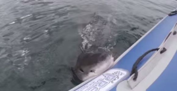 L’attaque impressionnante d’une embarcation par un requin blanc 