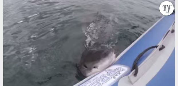 L’attaque impressionnante d’une embarcation par un requin blanc 