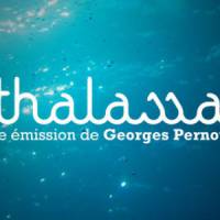 Thalassa : un drame évité de justesse dans le Morbihan 