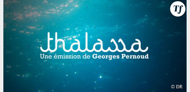 Thalassa : un drame évité de justesse dans le Morbihan 