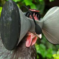 Un Oculus Rift pour poulet : l'idée hilarante d'un chercheur