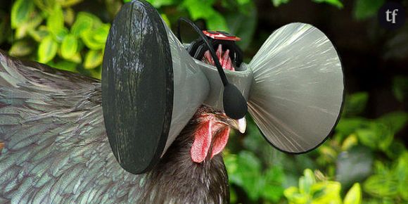 Un Oculus Rift pour poulet : l'idée hilarante d'un chercheur