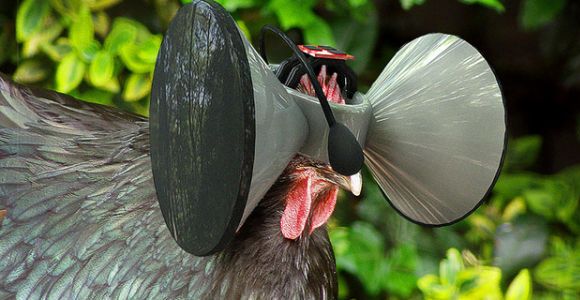 Un Oculus Rift pour poulet : l'idée hilarante d'un chercheur