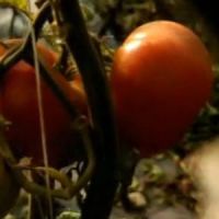 Tomates : à la recherche du goût perdu sur France 5 Replay / Pluzz