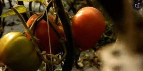 Tomates : à la recherche du goût perdu sur France 5 Replay / Pluzz