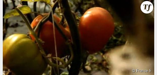 Tomates : à la recherche du goût perdu sur France 5 Replay / Pluzz
