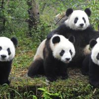 Coupe du Monde 2014 : des pandas pour remplacer Paul le poulpe 