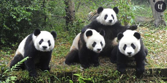 Coupe du Monde 2014 : des pandas pour remplacer Paul le poulpe