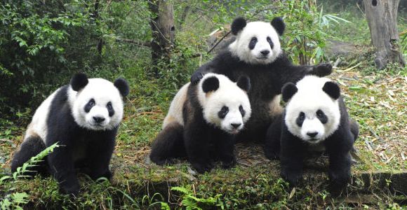 Coupe du Monde 2014 : des pandas pour remplacer Paul le poulpe 