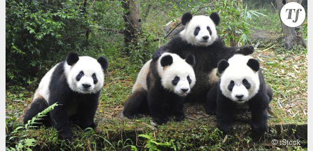 Coupe du Monde 2014 : des pandas pour remplacer Paul le poulpe 