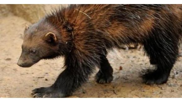 Zoo de Vincennes : entrée gratuite pour les enfants les 28 et 29 juin