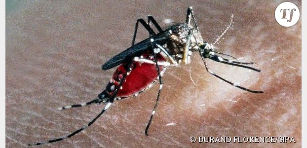 Piqûre de moustique tigre : comment se protéger du chikungunya