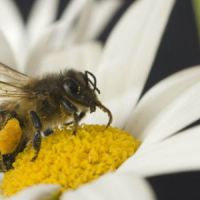 Piqûre de guêpe, frelon, abeille : que faire ?