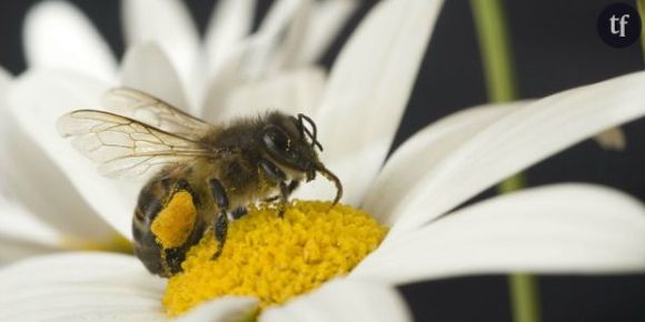 Piqûre de guêpe, frelon, abeille : que faire ?