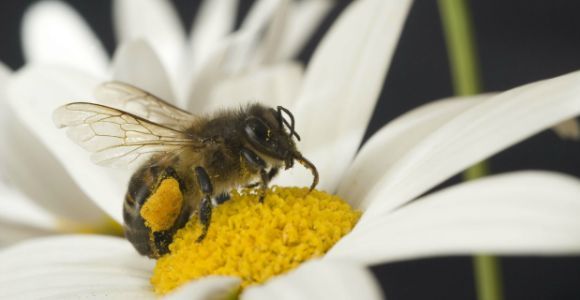 Piqûre de guêpe, frelon, abeille : que faire ?