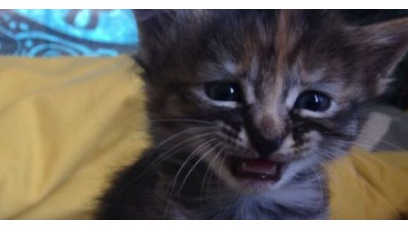 Purrmanently Sad Cat : le chat qui fait fondre Internet