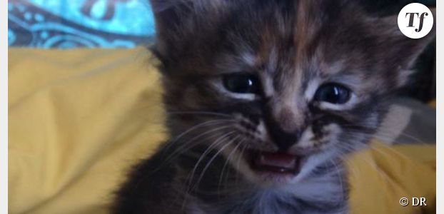 Purrmanently Sad Cat : le chat qui fait fondre Internet