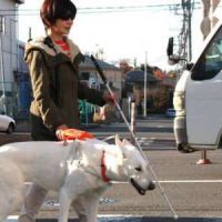 Les chiens guides d’aveugles ne seraient pas acceptés partout, révèle un “testing”