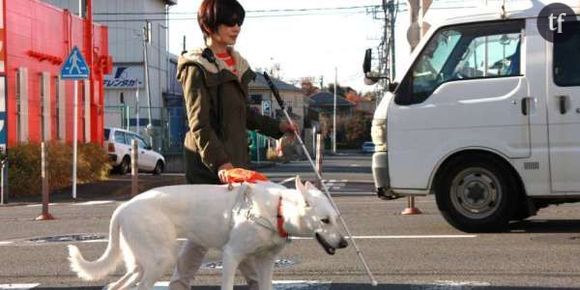 Les chiens guides d’aveugles ne seraient pas acceptés partout, révèle un “testing”