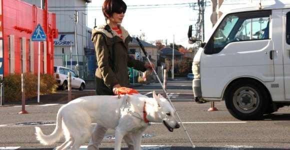 Les chiens guides d’aveugles ne seraient pas acceptés partout, révèle un “testing”