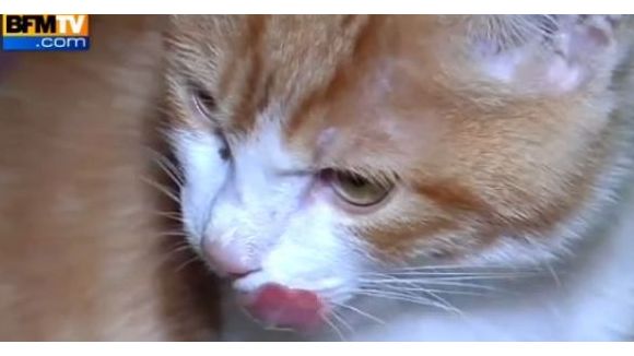 Secret Story 2014 : le chaton maltraité Oscar au casting ? 