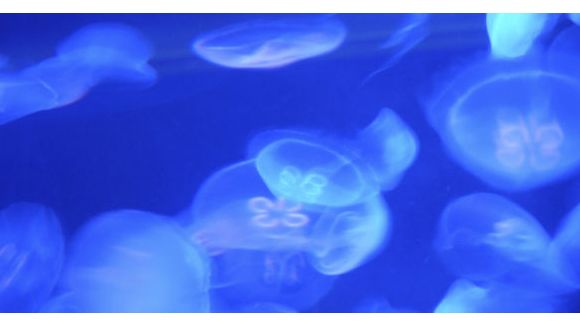 Méduses : quel  traitement contre les piqûres ?