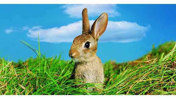 LeBonCoin : une annonce très amusante pour une tondeuse bio