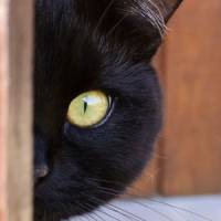 Pas photogéniques, les chats noirs sont les plus abandonnés