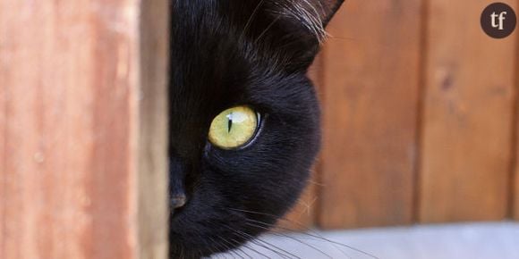 Pas photogéniques, les chats noirs sont les plus abandonnés