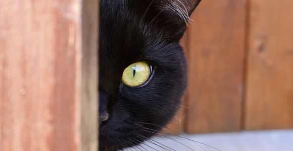 Pas photogéniques, les chats noirs sont les plus abandonnés