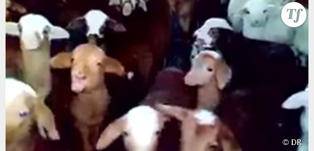 Ces bébé-chèvres voudraient vous toucher un ou deux mots - vidéo
