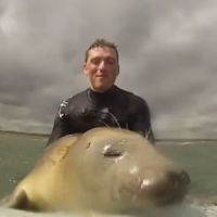 Un phoque s'invite sur les planches de deux surfeurs (vidéo)